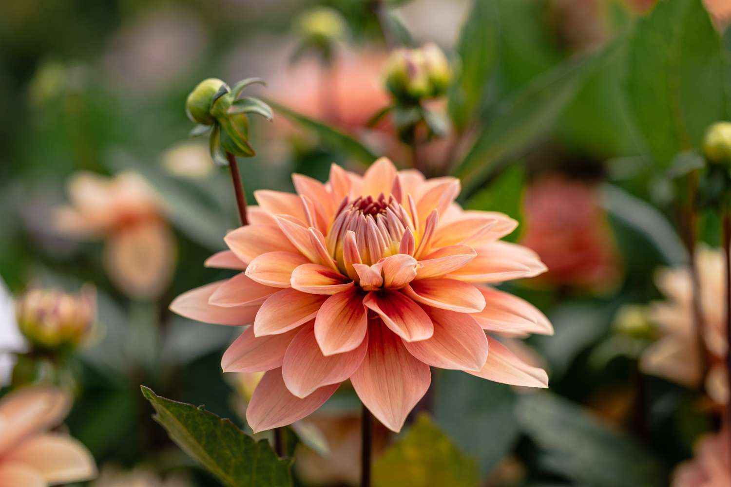 Daalia 'Nicholas'